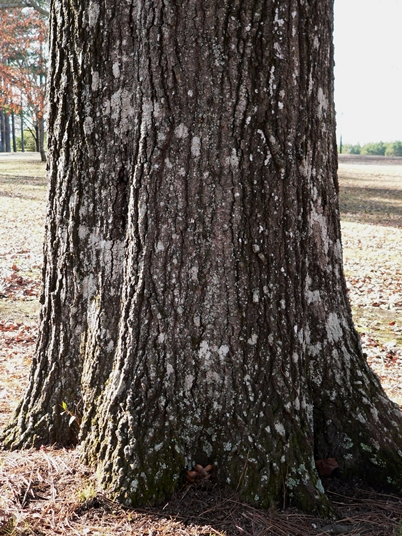 {Quercus imbricaria}